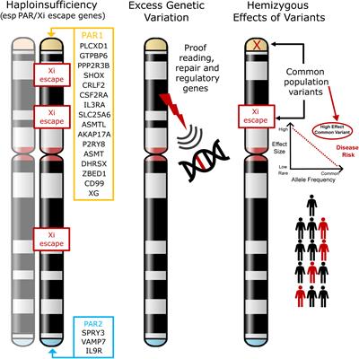 Analysis of genetic variability in Turner syndrome linked to long-term clinical features
